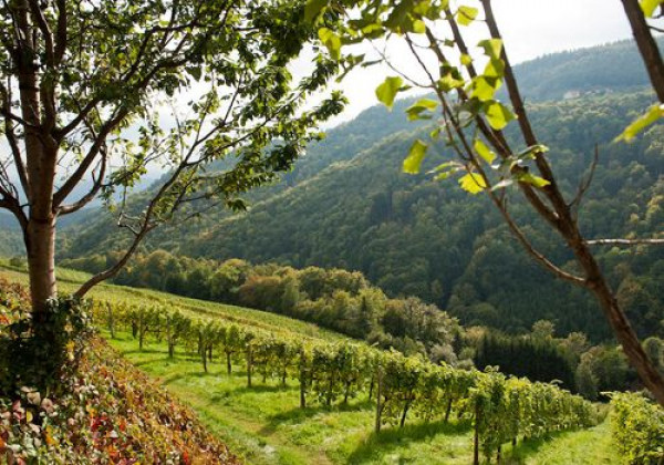 Nieuwe DAC wijngebieden in Oostenrijk, ook in het wijnabonnement!